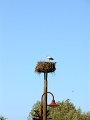 storch2